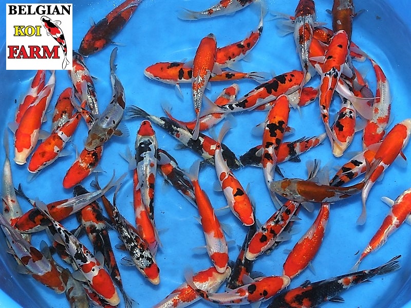 Sfeerbeeld Belgian Koi Farm