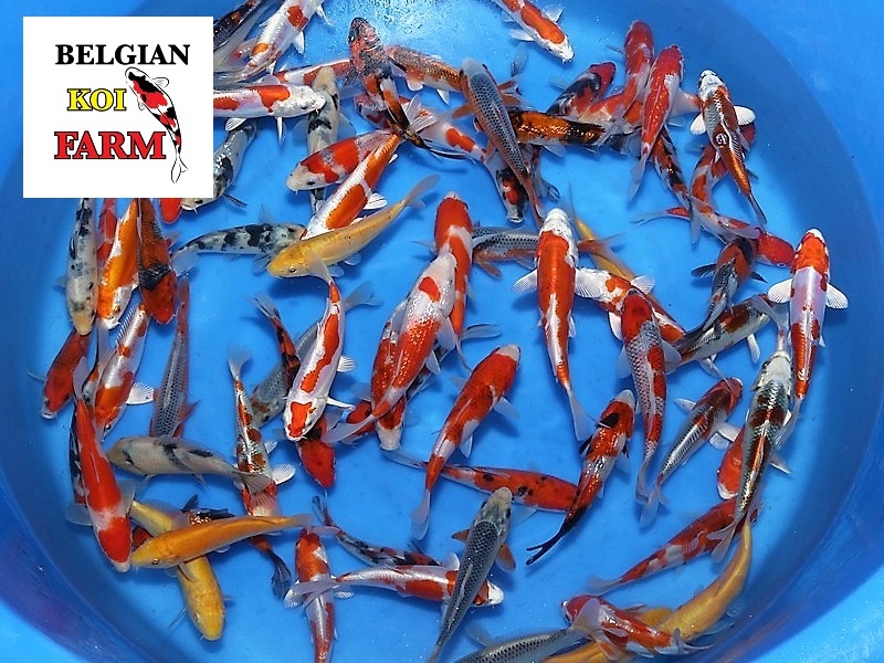 Japanse Koi 20-25cm