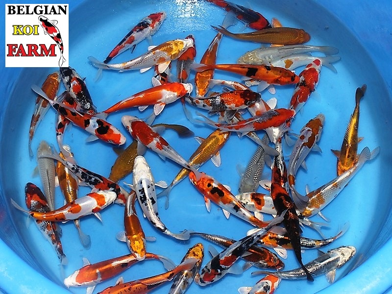 Sfeerbeeld Belgian Koi Farm