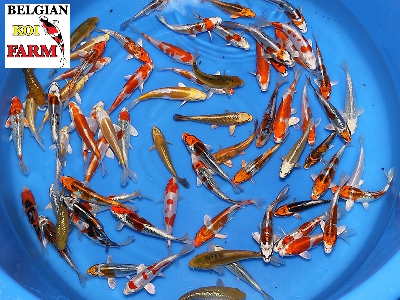Sfeerbeeld Belgian Koi Farm
