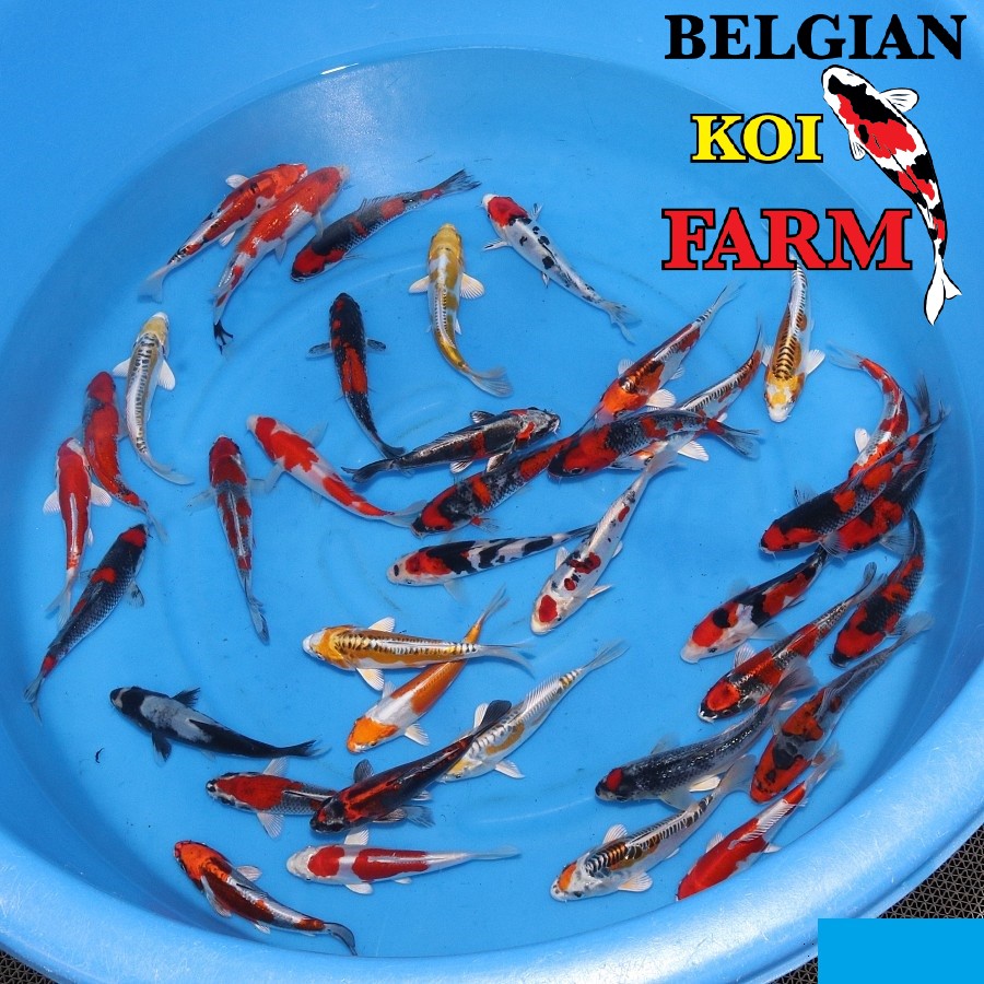 Sfeerbeeld Belgian Koi Farm