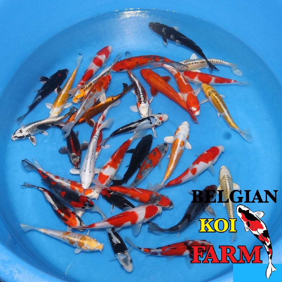 Japanse Koi High Quality
