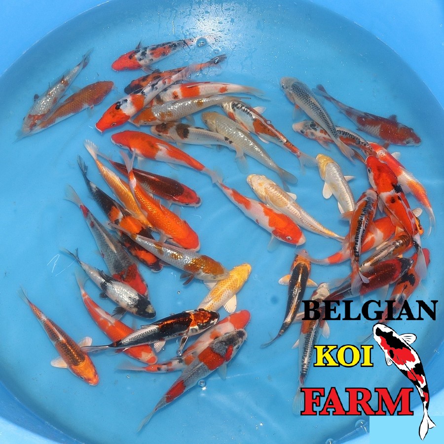Japanse Koi 20-25cm