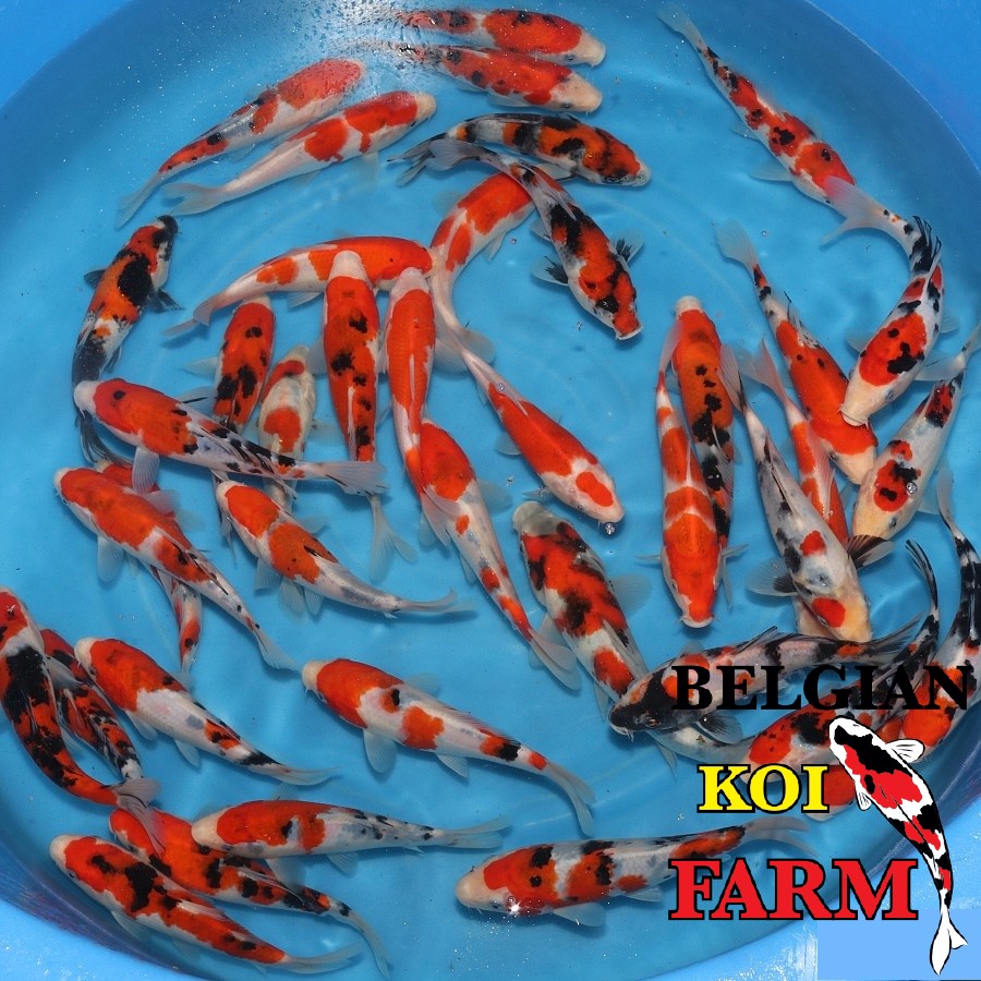 Sfeerbeeld Belgian Koi Farm