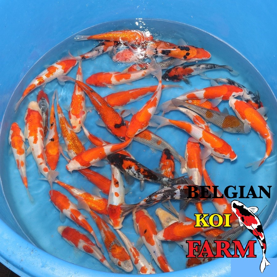 Koi 20-25cm