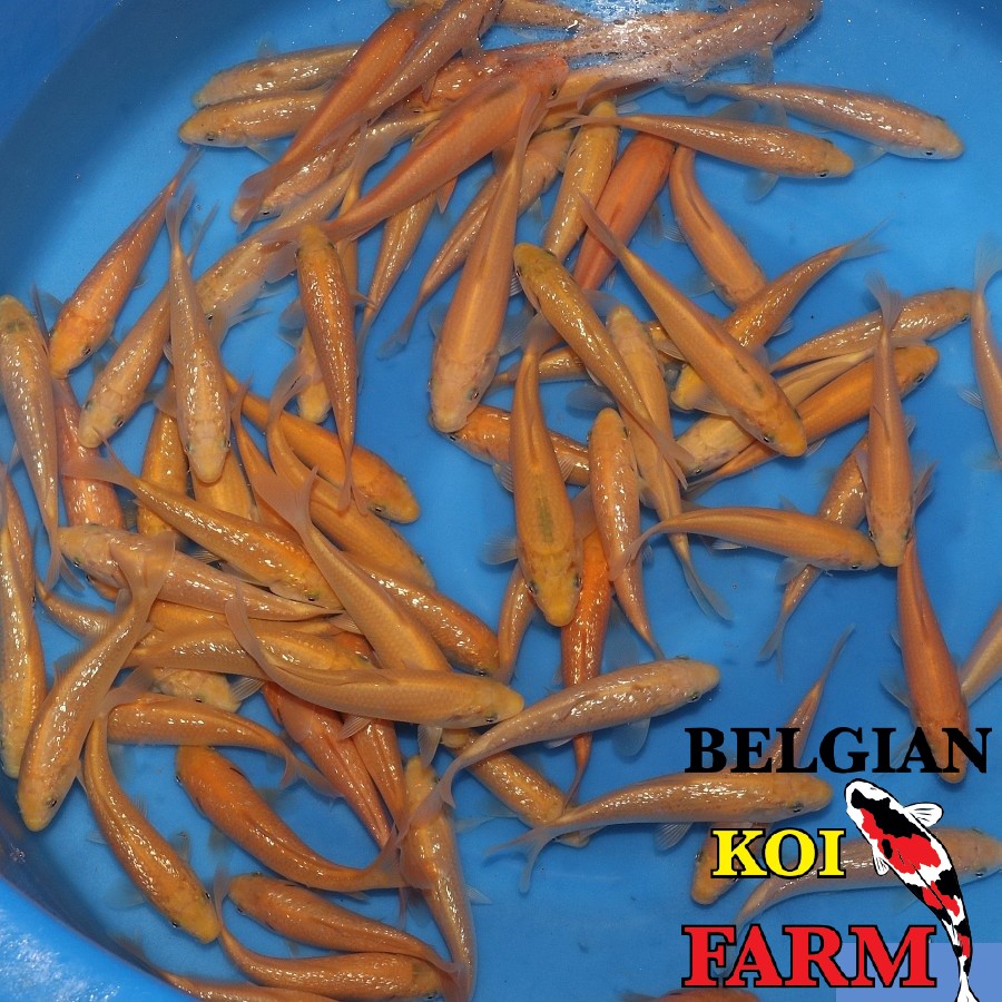 Sfeerbeeld Belgian Koi Farm