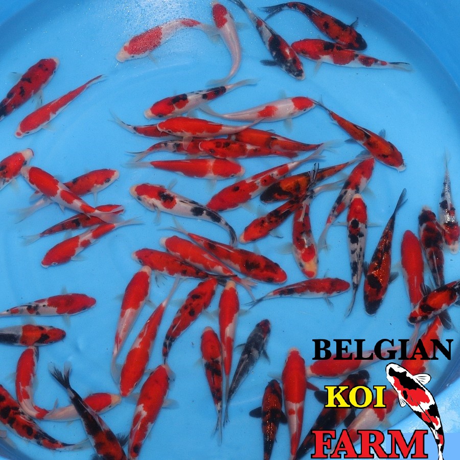 Koi variëteit GOSANKE