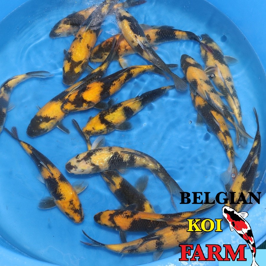 Ki Utsuri High Quality