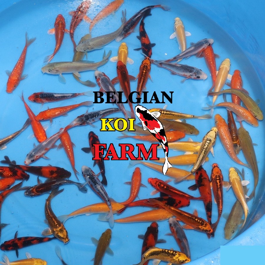Japanse Koi 16-20cm