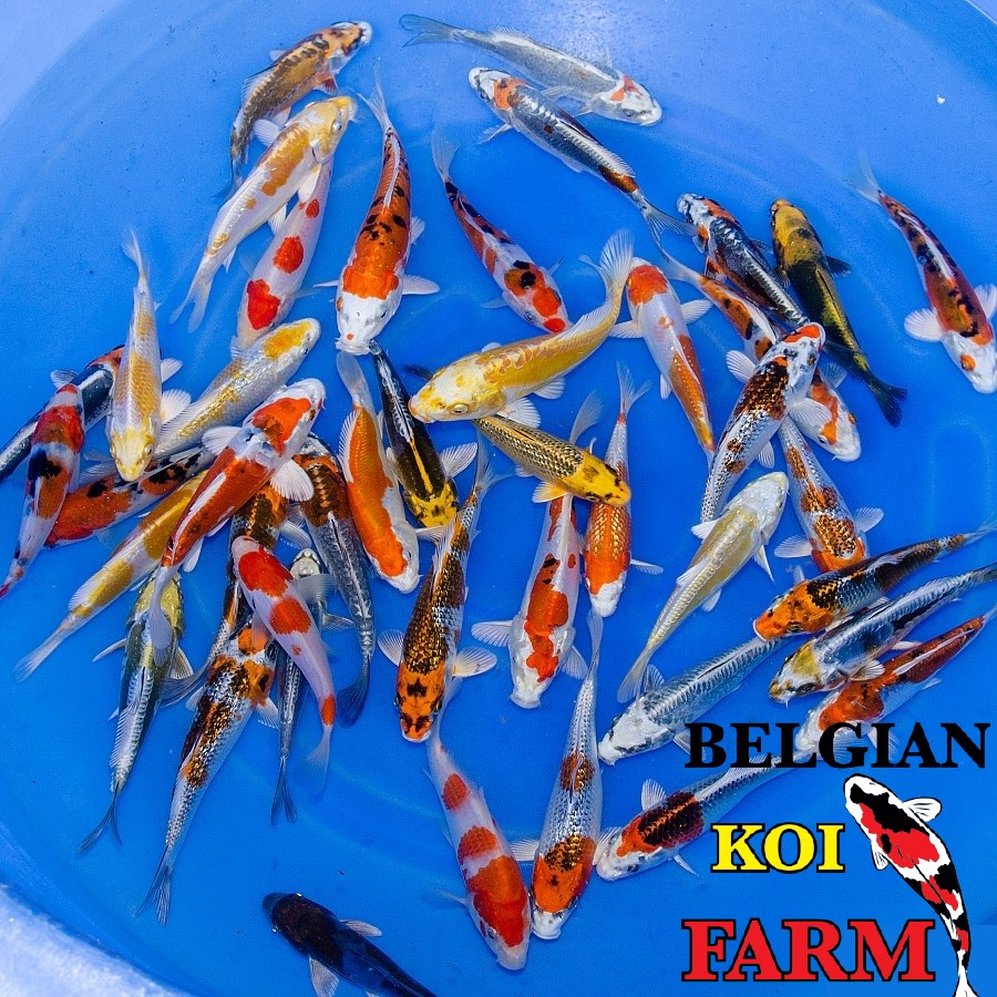 Koi variëteit metallic