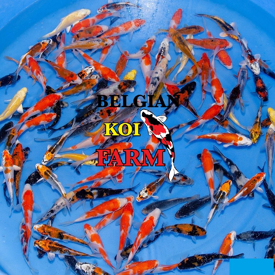 Sfeerbeeld Belgian Koi Farm