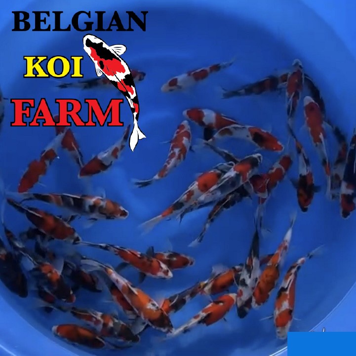 Sfeerbeeld Belgian Koi Farm