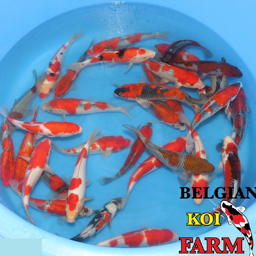 Japanse Koi High Quality