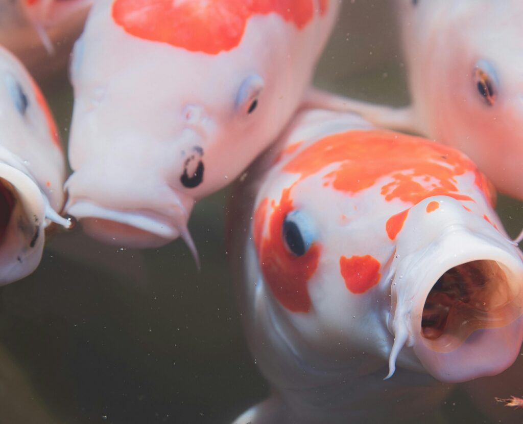 Image Belgian Koi Farm