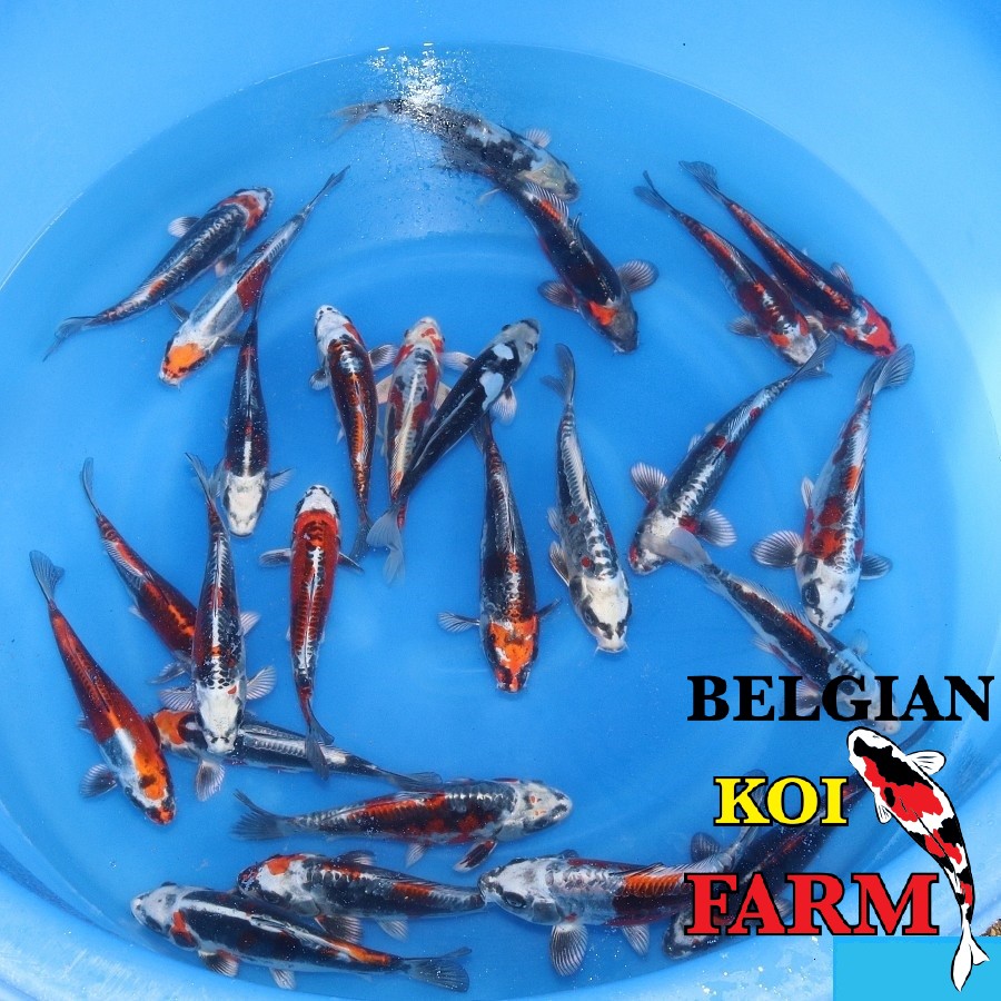 Koi Doitsu MIX