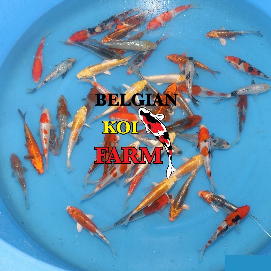 Japanse Koi 14-16cm