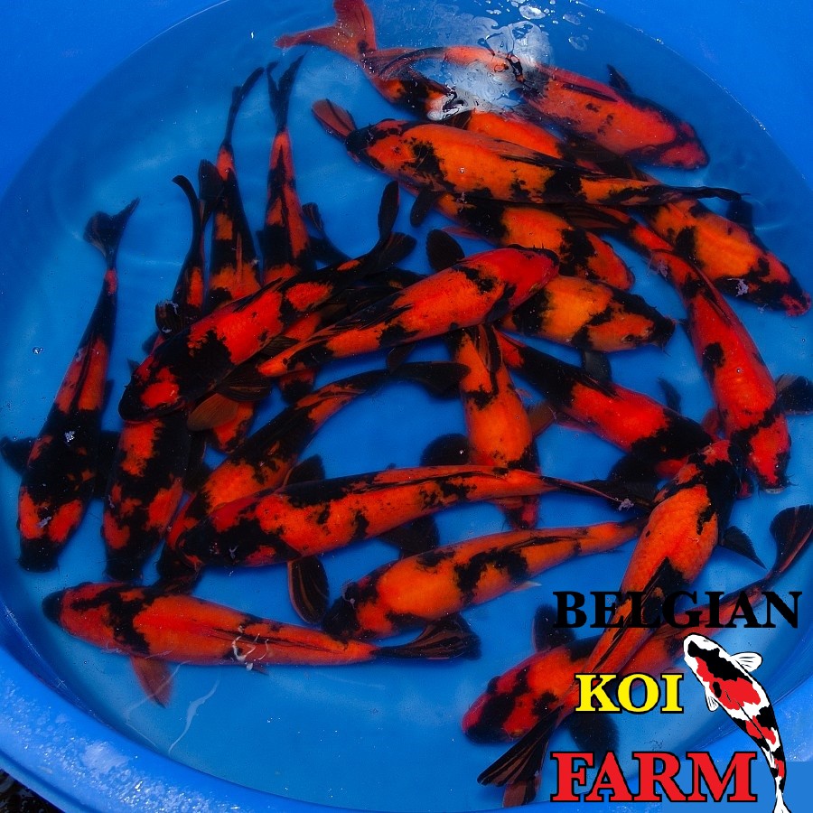 Hi Utsuri High Quality
