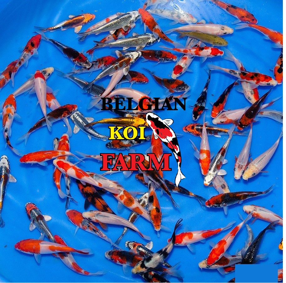 Sfeerbeeld Belgian Koi Farm