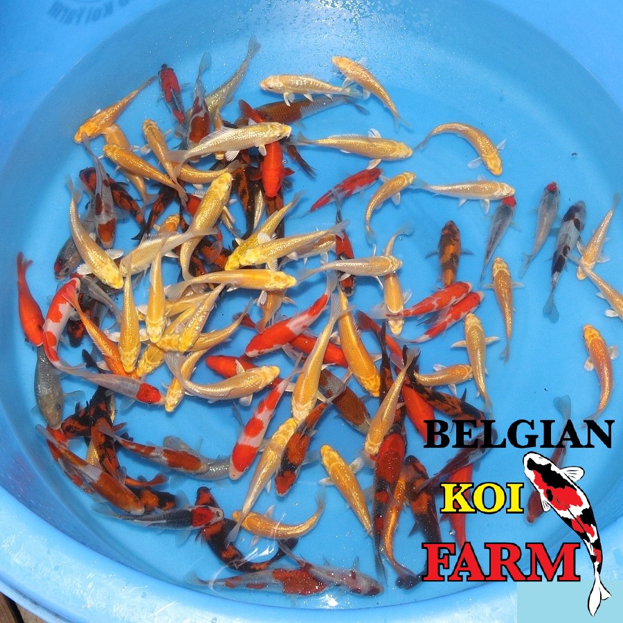 Sfeerbeeld Belgian Koi Farm