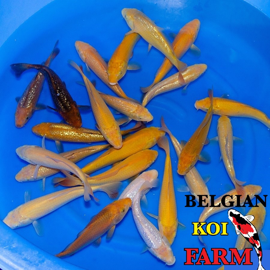 Sfeerbeeld Belgian Koi Farm