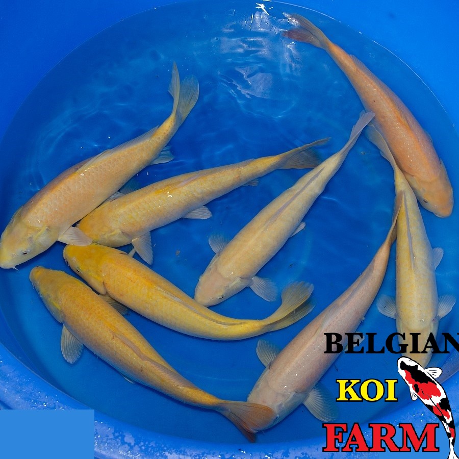 Koi variëteit yellow KARACHIGOI