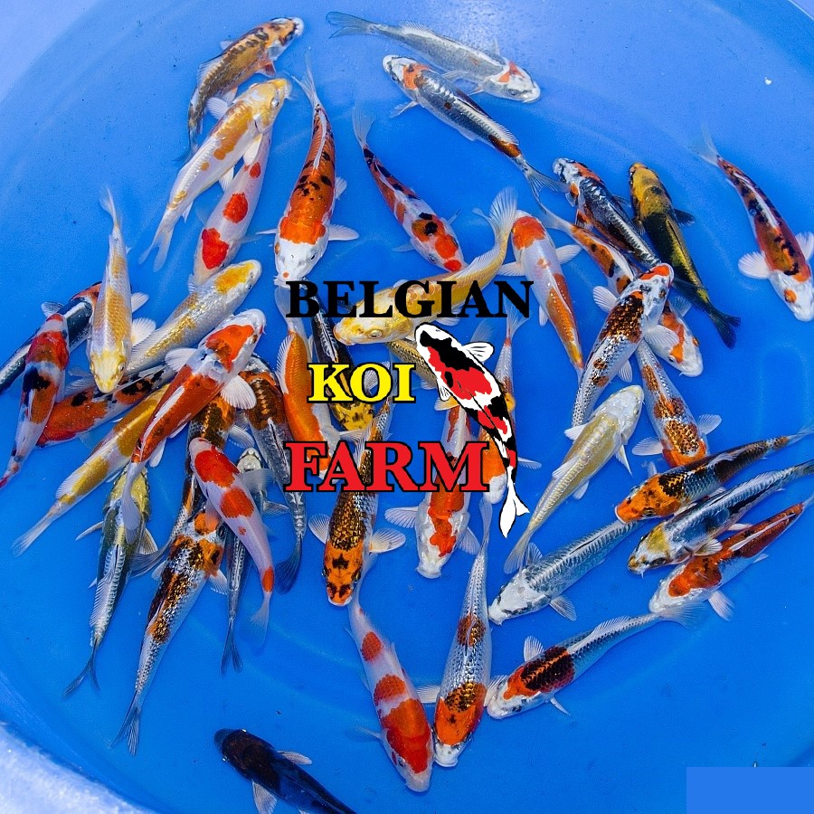Japanse Koi 16-20cm