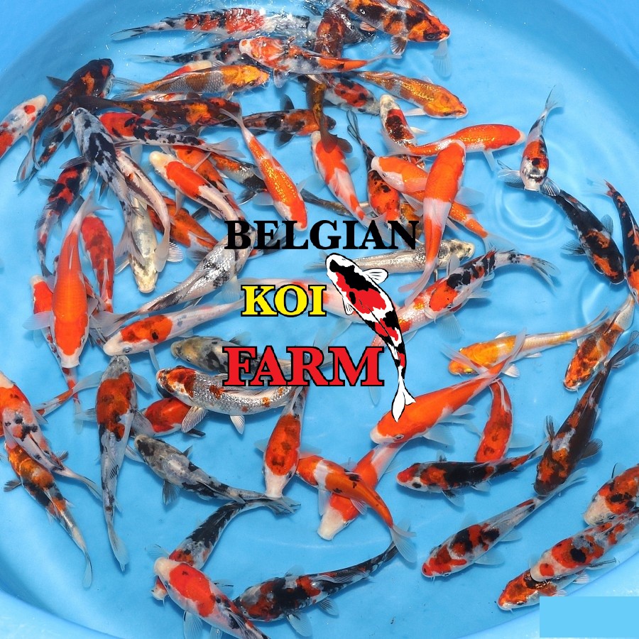 Japanse Koi 14-16cm