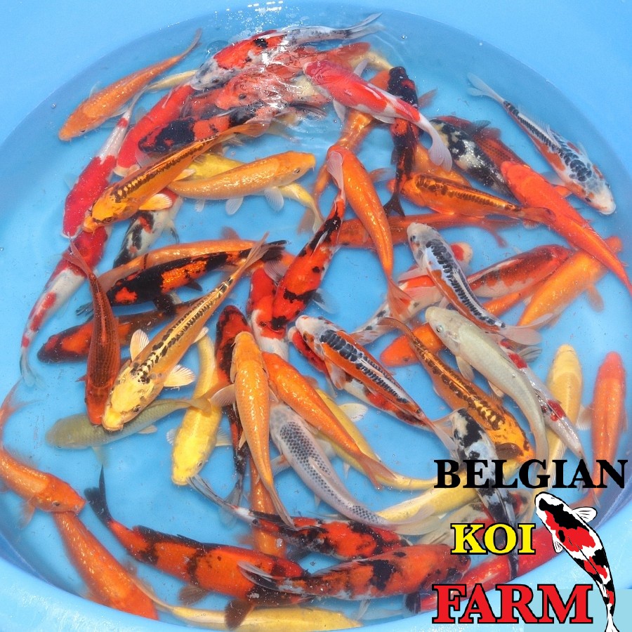 Japanse Koi 20-25cm