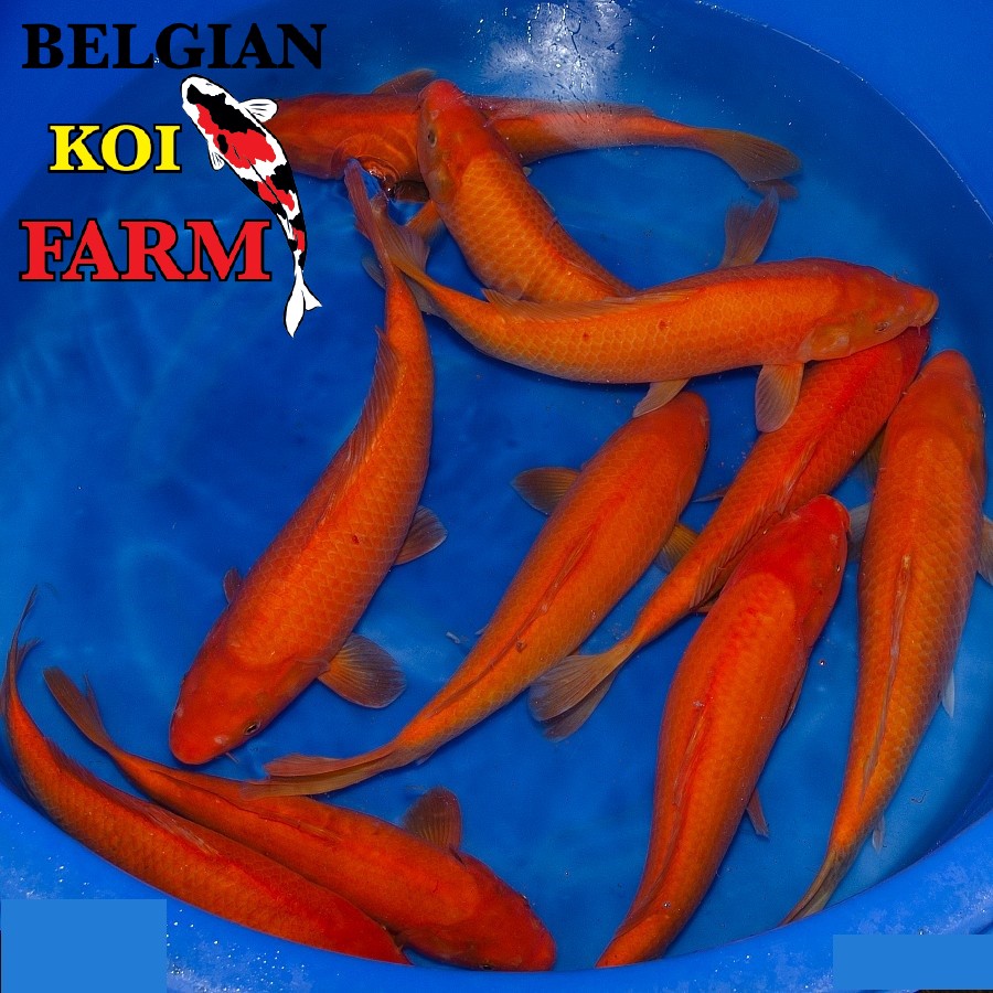 Koi variëteit Red KARACHIGOI