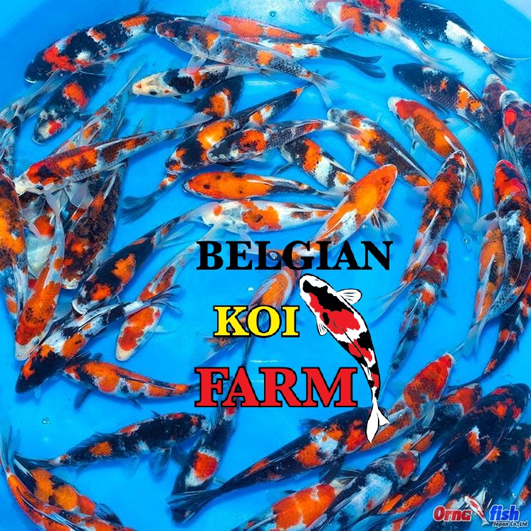 Sfeerbeeld Belgian Koi Farm