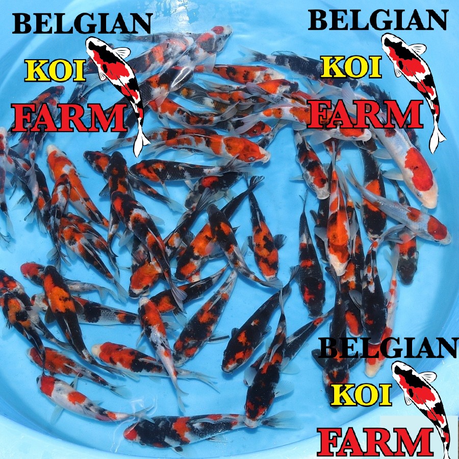 Sfeerbeeld Belgian Koi Farm