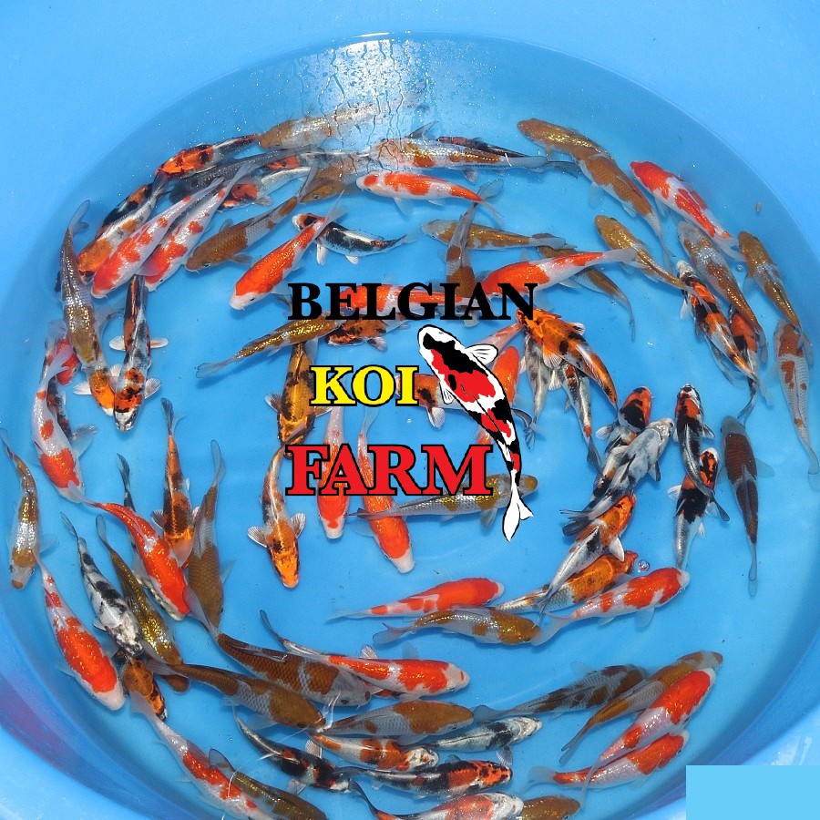 Sfeerbeeld Belgian Koi Farm