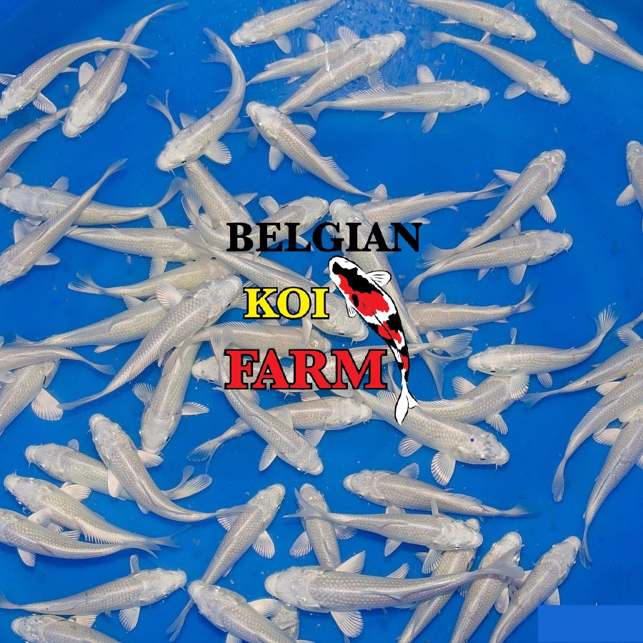 Sfeerbeeld Belgian Koi Farm