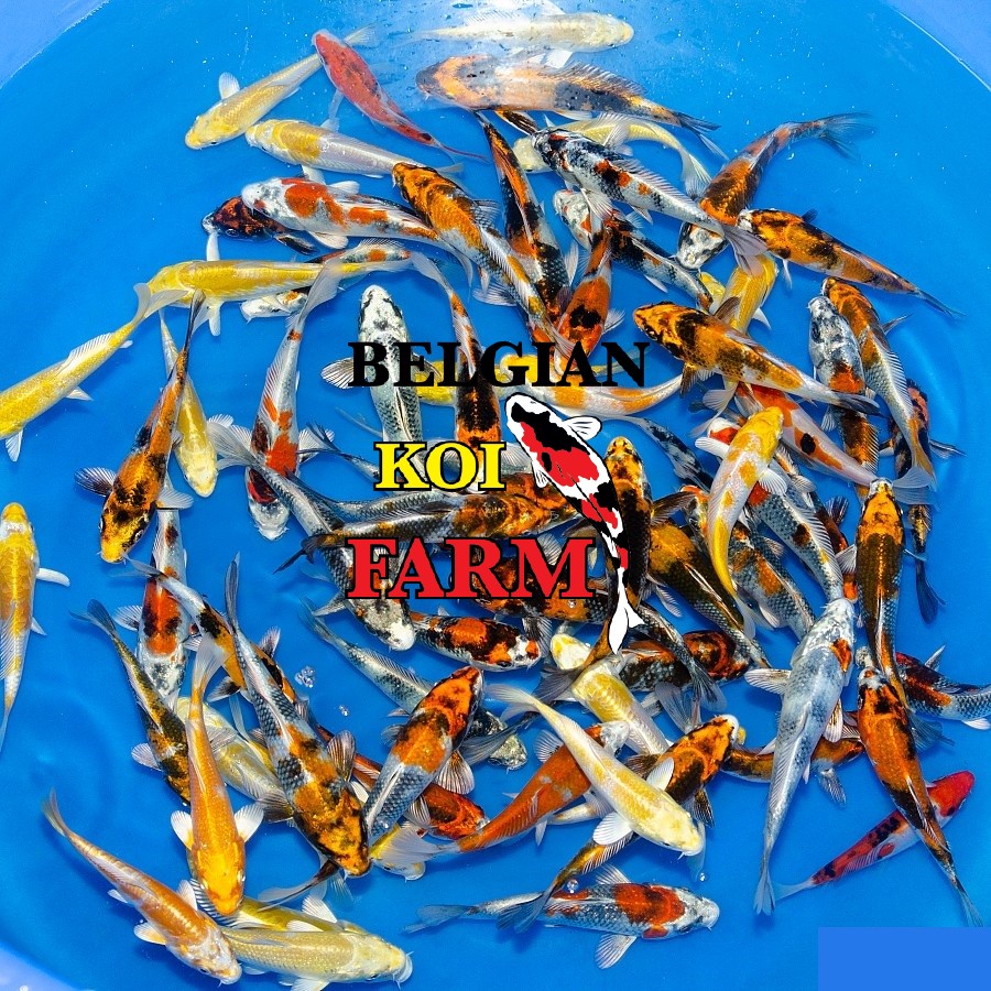 Japanse Koi 14-16cm