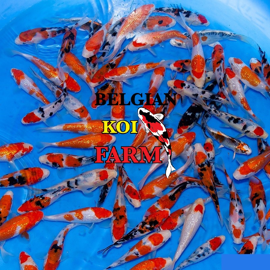 Sfeerbeeld Belgian Koi Farm