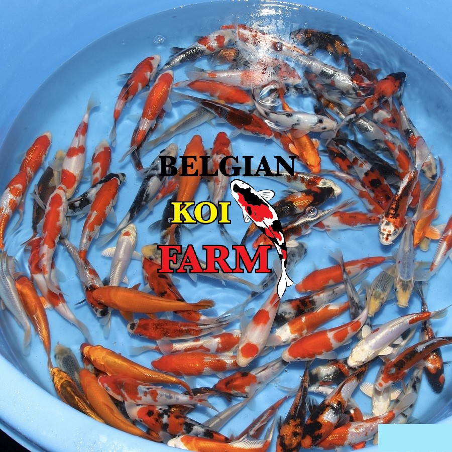 Japanse Koi 16-20cm